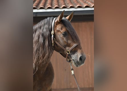 PRE Mix, Ogier, 11 lat, 163 cm, Gniada