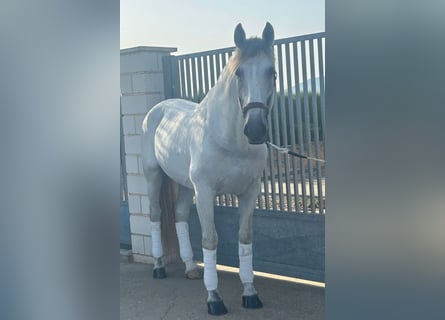 PRE Mix, Ogier, 11 lat, 166 cm, Siwa jabłkowita