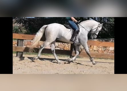 PRE, Ogier, 11 lat, 168 cm, Siwa