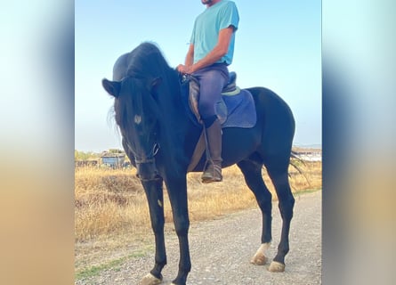 PRE Mix, Ogier, 13 lat, 164 cm, Kara