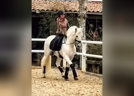 PRE, Ogier, 13 lat, 164 cm, Siwa