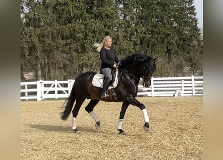 PRE Mix, Ogier, 13 lat, 168 cm, Kara