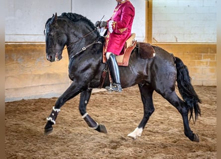 PRE Mix, Ogier, 14 lat, 168 cm, Kara