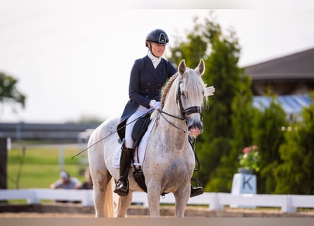 PRE Mix, Ogier, 18 lat, 162 cm, Siwa
