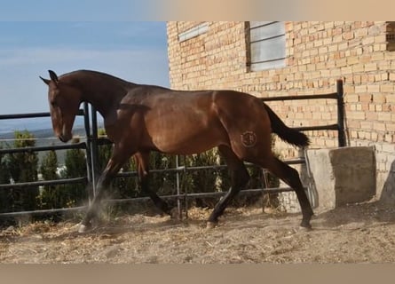 PRE, Ogier, 1 Rok, 157 cm, Ciemnogniada