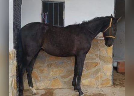 PRE Mix, Ogier, 1 Rok, 164 cm, Kara