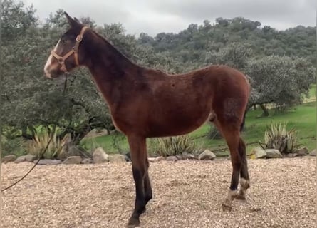 PRE Mix, Ogier, 1 Rok, 165 cm, Gniada