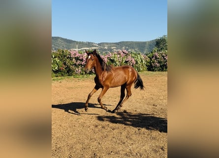 PRE Mix, Ogier, 1 Rok, 167 cm, Gniada