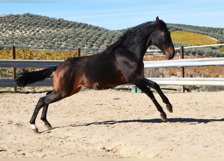 PRE Mix, Ogier, 2 lat, 151 cm, Ciemnogniada