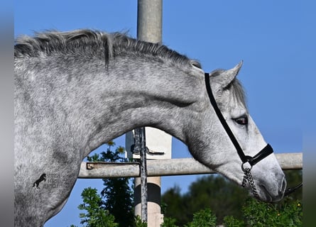 PRE, Ogier, 2 lat, 154 cm, Siwa
