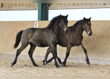 PRE, Ogier, 2 lat, 160 cm, Siwa