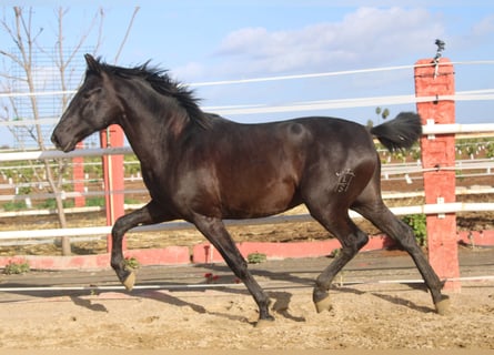 PRE, Ogier, 2 lat, 161 cm