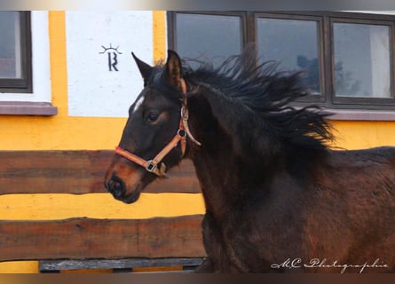 PRE Mix, Ogier, 2 lat, 162 cm, Gniada