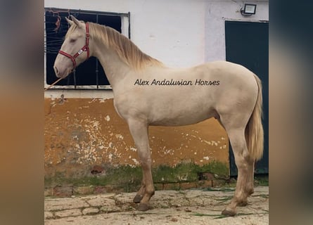 PRE Mix, Ogier, 2 lat, 163 cm, Perlino