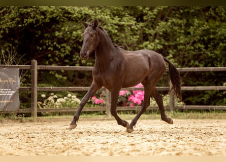 PRE Mix, Ogier, 2 lat, 167 cm, Kara