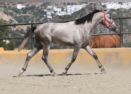 PRE, Ogier, 2 lat, 167 cm, Siwa