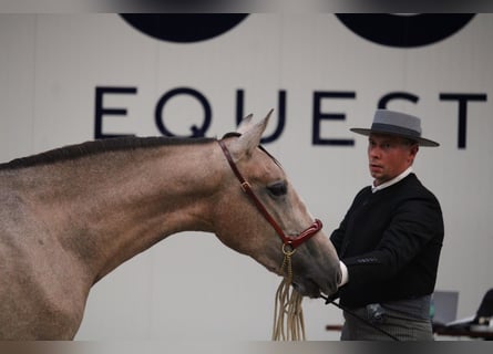 PRE, Ogier, 2 lat, 168 cm, Siwa