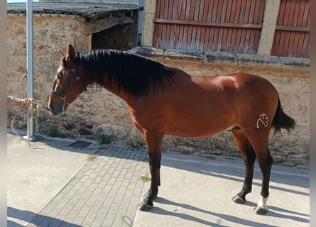 PRE, Ogier, 2 lat, 169 cm, Gniada