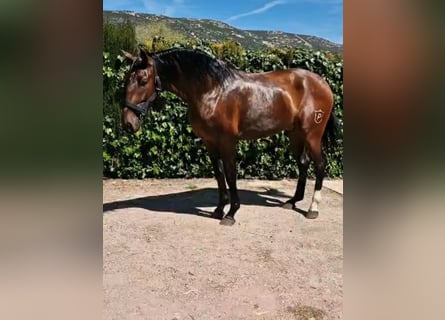 PRE, Ogier, 2 lat, Gniada