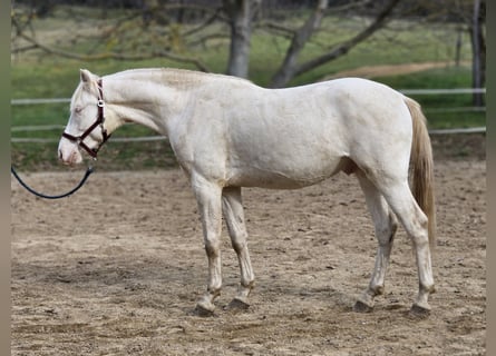 PRE Mix, Ogier, 3 lat, 153 cm, Perlino