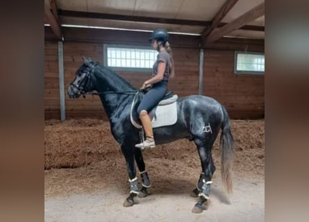 PRE Mix, Ogier, 3 lat, 156 cm, Siwa