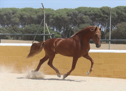 PRE Mix, Ogier, 3 lat, 158 cm, Kasztanowata