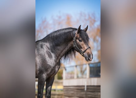 PRE Mix, Ogier, 3 lat, 158 cm, Siwa