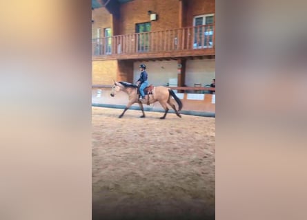 PRE, Ogier, 3 lat, 160 cm, Bułana