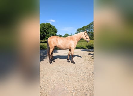 PRE Mix, Ogier, 3 lat, 160 cm, Bułana