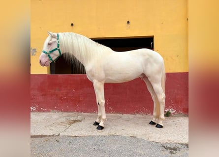 PRE Mix, Ogier, 3 lat, 160 cm, Cremello