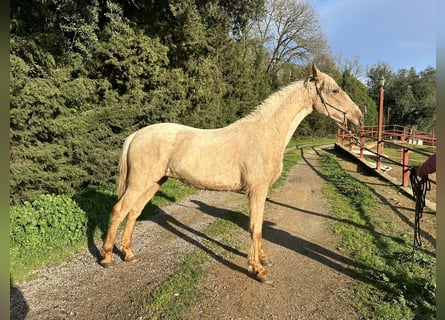 PRE Mix, Ogier, 3 lat, 160 cm, Izabelowata