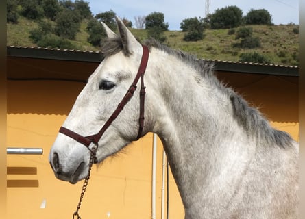 PRE, Ogier, 3 lat, 160 cm, Siwa