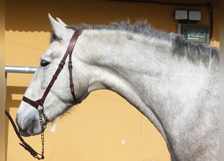 PRE Mix, Ogier, 3 lat, 160 cm, Siwa