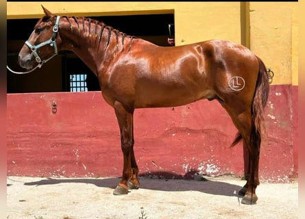 PRE Mix, Ogier, 3 lat, 162 cm, Cisawa