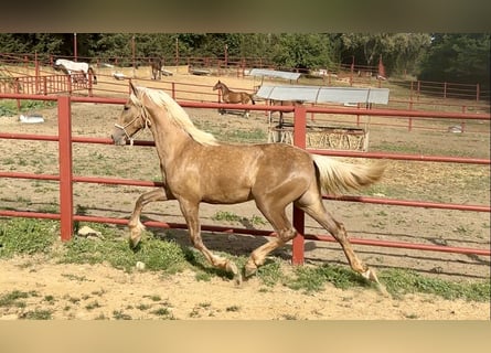 PRE Mix, Ogier, 3 lat, 162 cm, Izabelowata