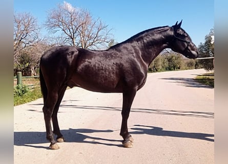 PRE, Ogier, 3 lat, 162 cm, Kara