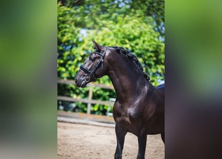 PRE Mix, Ogier, 3 lat, 162 cm, Kara