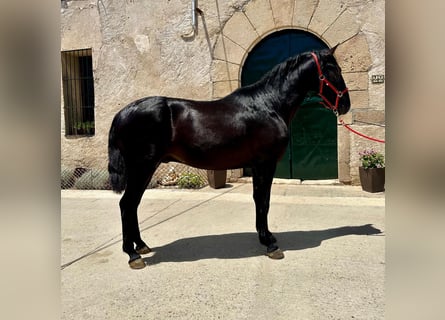 PRE, Ogier, 3 lat, 162 cm, Kara