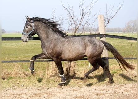 PRE, Ogier, 3 lat, 162 cm, Siwa