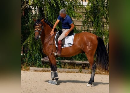 PRE Mix, Ogier, 3 lat, 163 cm, Gniada