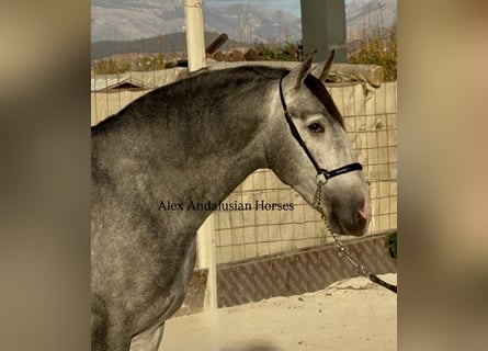 PRE Mix, Ogier, 3 lat, 163 cm, Siwa