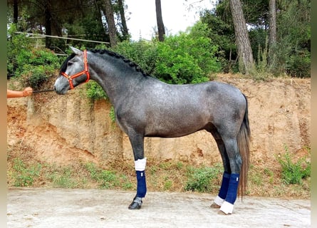 PRE Mix, Ogier, 3 lat, 163 cm, Siwa