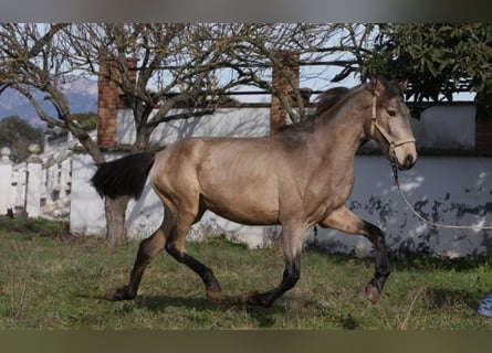 PRE Mix, Ogier, 3 lat, 164 cm, Jelenia