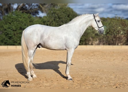 PRE Mix, Ogier, 3 lat, 164 cm, Siwa