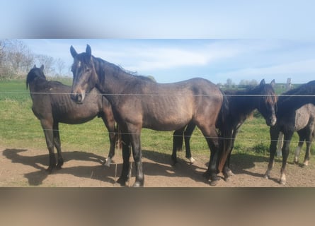 PRE Mix, Ogier, 3 lat, 165 cm, Formy Brown Falb