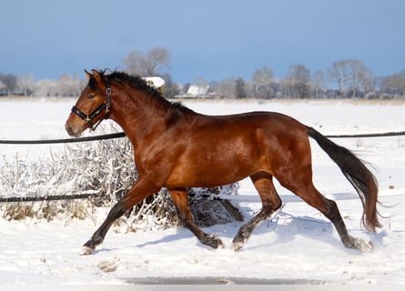 PRE Mix, Ogier, 3 lat, 165 cm, Gniada