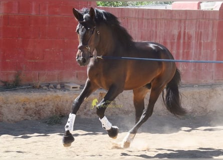 PRE, Ogier, 3 lat, 165 cm, Gniada
