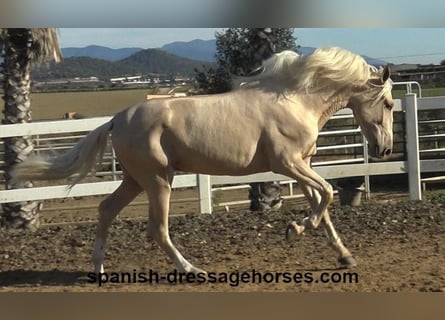 PRE Mix, Ogier, 3 lat, 165 cm, Izabelowata