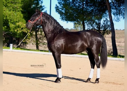 PRE Mix, Ogier, 3 lat, 165 cm, Kara