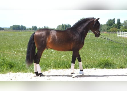 PRE Mix, Ogier, 3 lat, 166 cm, Gniada